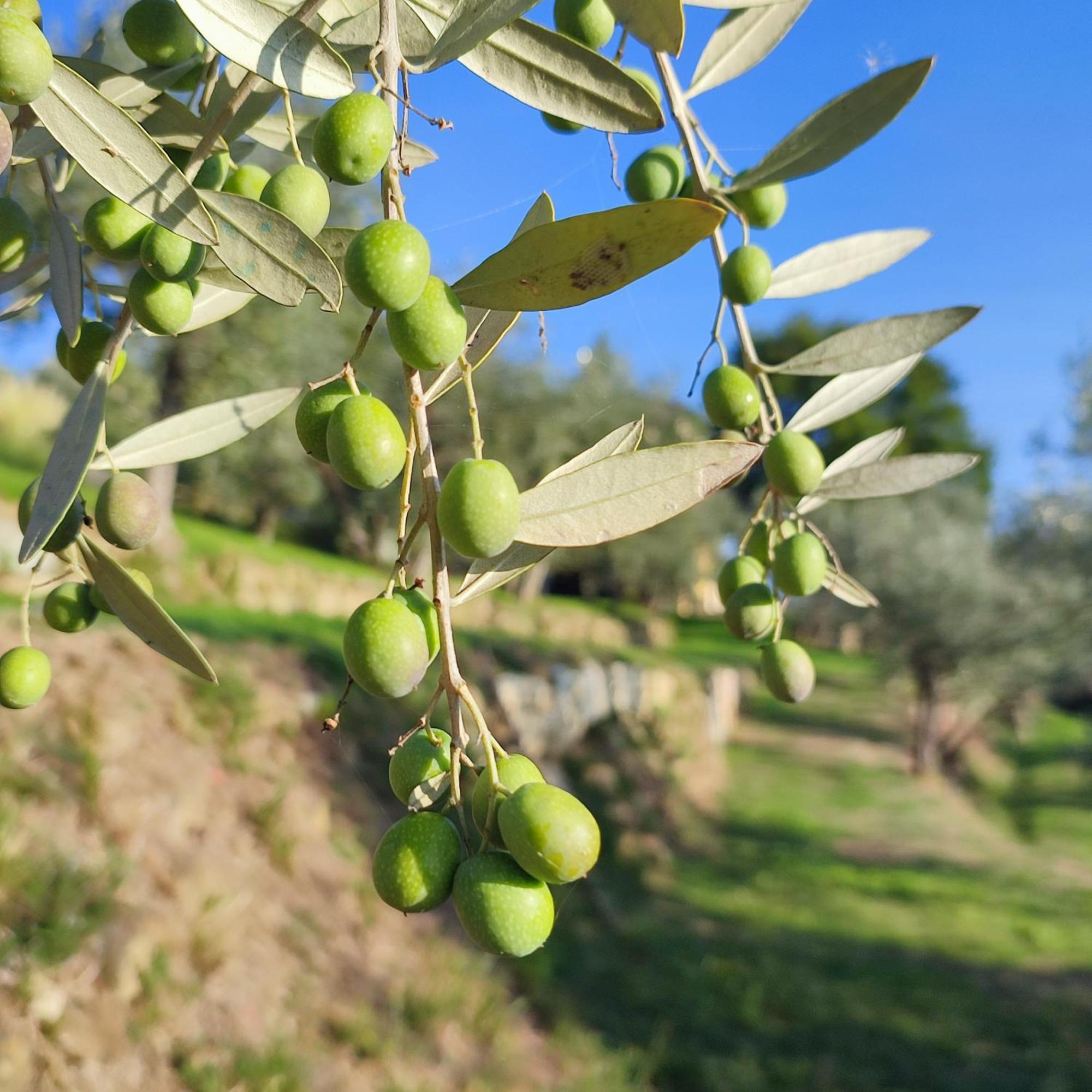 Agriturismo Cafaggio Primo 로로시우펜나 객실 사진