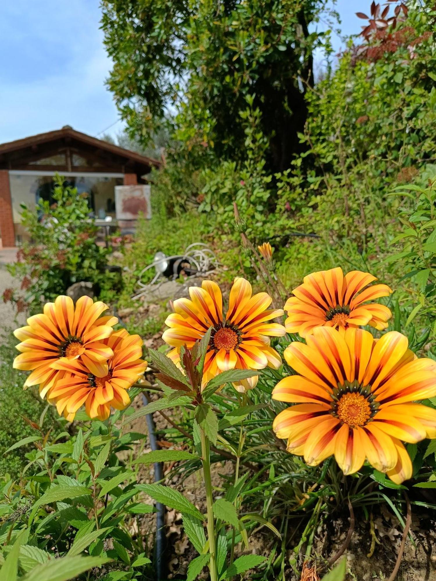 Agriturismo Cafaggio Primo 로로시우펜나 외부 사진